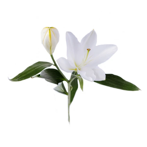 Single white lily stem Dubai