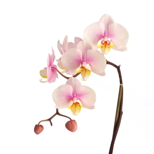 Single white orchid stem Dubai
