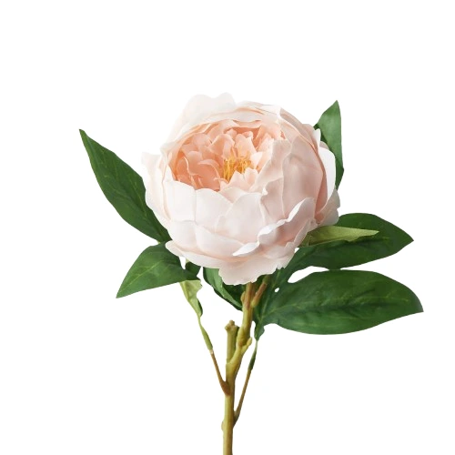 Single pink peony bloom stem Dubai