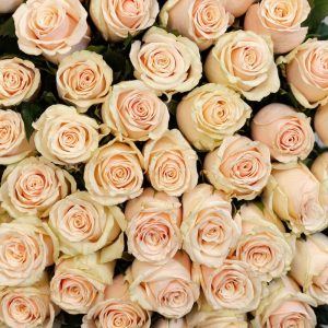 A romantic close-up of a single creamy peach Talea rose, highlighting its delicate details and beautiful bloom.