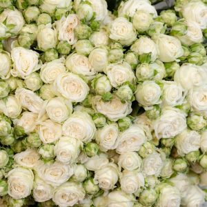 A romantic macro shot of a fully bloomed Miss Bombastic spray rose, highlighting its exquisite detail and beautiful, full form.