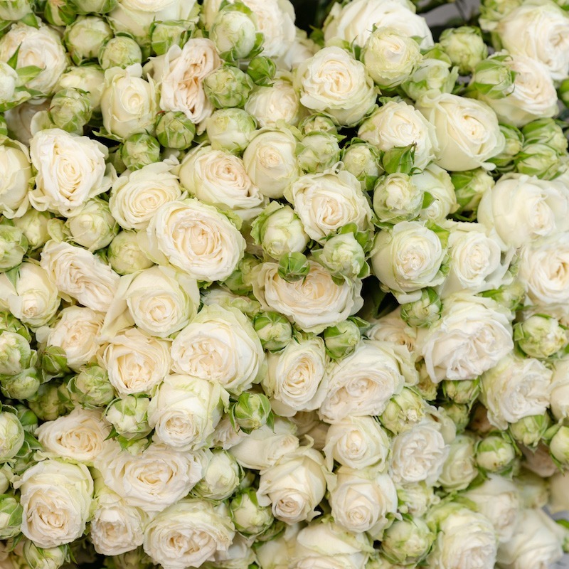 A romantic macro shot of a fully bloomed Miss Bombastic spray rose, highlighting its exquisite detail and beautiful, full form.