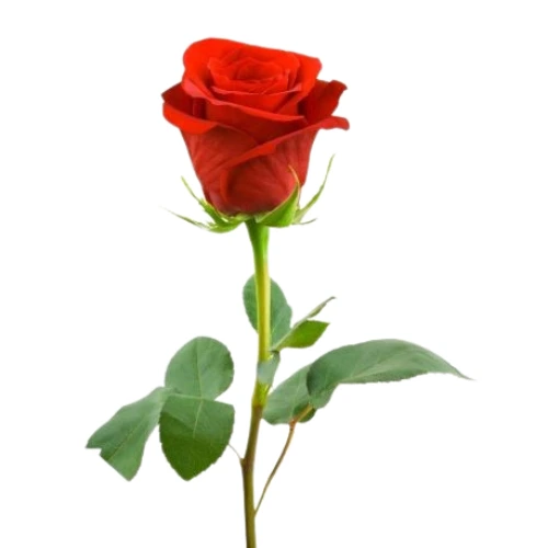Single red rose stem white background Dubai