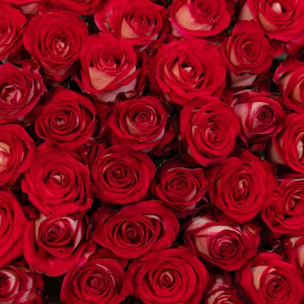 A romantic macro shot of a single B-tween rose bud, highlighting its exquisite detail and beautiful, tightly-wound form.
