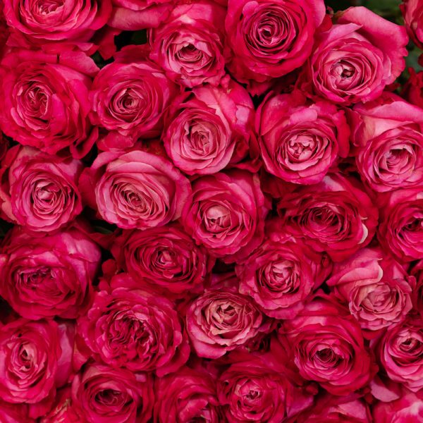 A romantic macro shot of a single Deep Water rose bud, highlighting its exquisite detail and beautiful, tightly-wound form.