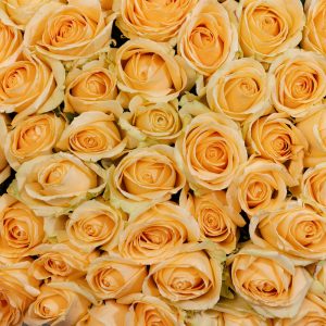 A romantic close-up of a single Peach Avalanche rose, highlighting its delicate details and beautiful bloom.