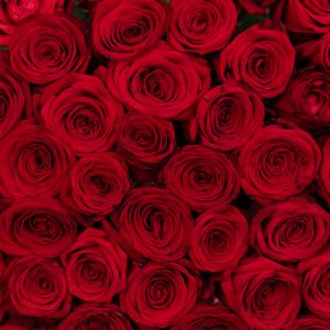 A romantic close-up of a single Red Naomi rose, highlighting its delicate details and beautiful bloom.