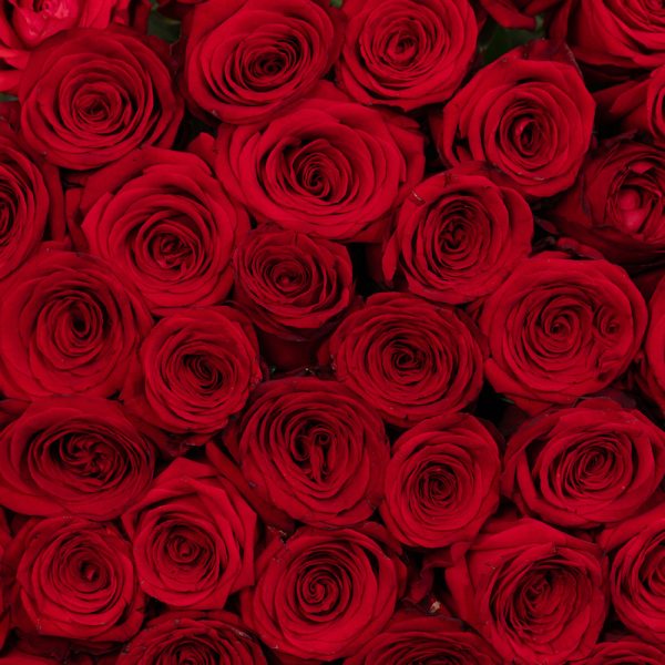 A romantic close-up of a single Red Naomi rose, highlighting its delicate details and beautiful bloom.