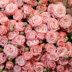 A romantic macro shot of a fully bloomed Madam Bombastic spray rose, highlighting its exquisite detail and beautiful, full form.