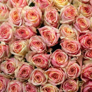 A romantic close-up of a single Fiesta rose, highlighting its delicate details and beautiful two-tone bloom.