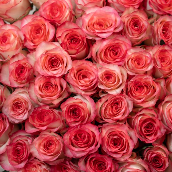 A romantic close-up of a single Jumilia rose, highlighting its delicate bi-color details and beautiful bloom.