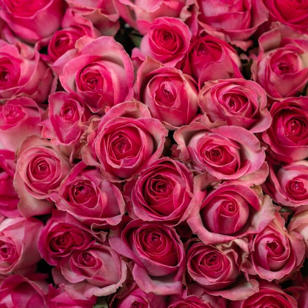 A romantic close-up of a single Candy Avalanche rose, highlighting its delicate bi-color details and beautiful bloom.