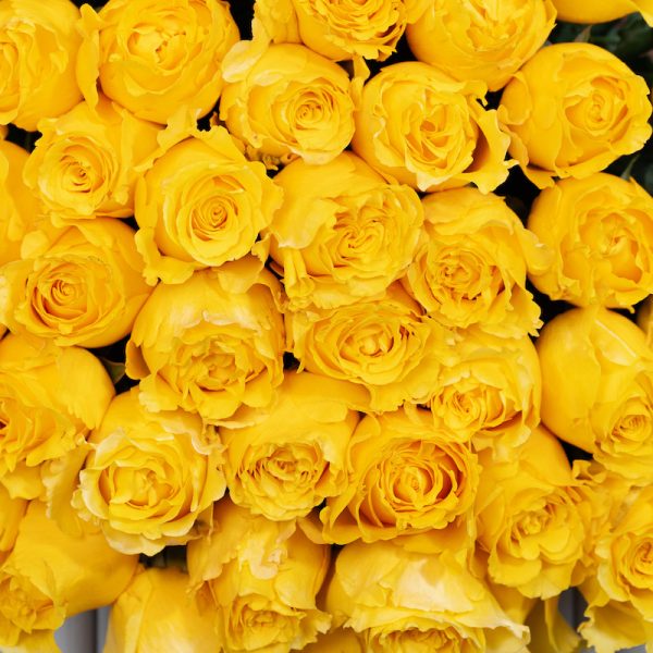 A romantic close-up of a single Yellow Armine rose, highlighting its delicate details and beautiful bloom.