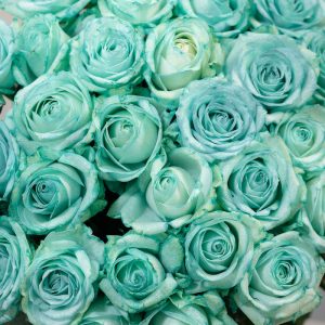 A romantic close-up of a single Tiffani blue rose bud, highlighting its exquisite detail and beautiful, tightly-wound form.
