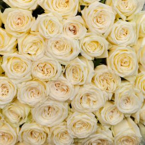 A top-down view of the Dolomiti white rose bouquet, highlighting its pristine white blooms and lush form.