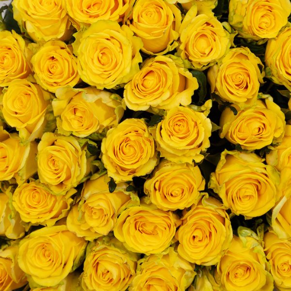 A romantic close-up of a single Penny Lane rose, highlighting its delicate details and beautiful bloom.