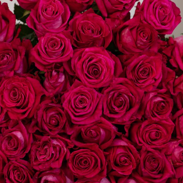 A romantic close-up of a single "All For Love" pink rose, highlighting its delicate details and beautiful bloom.