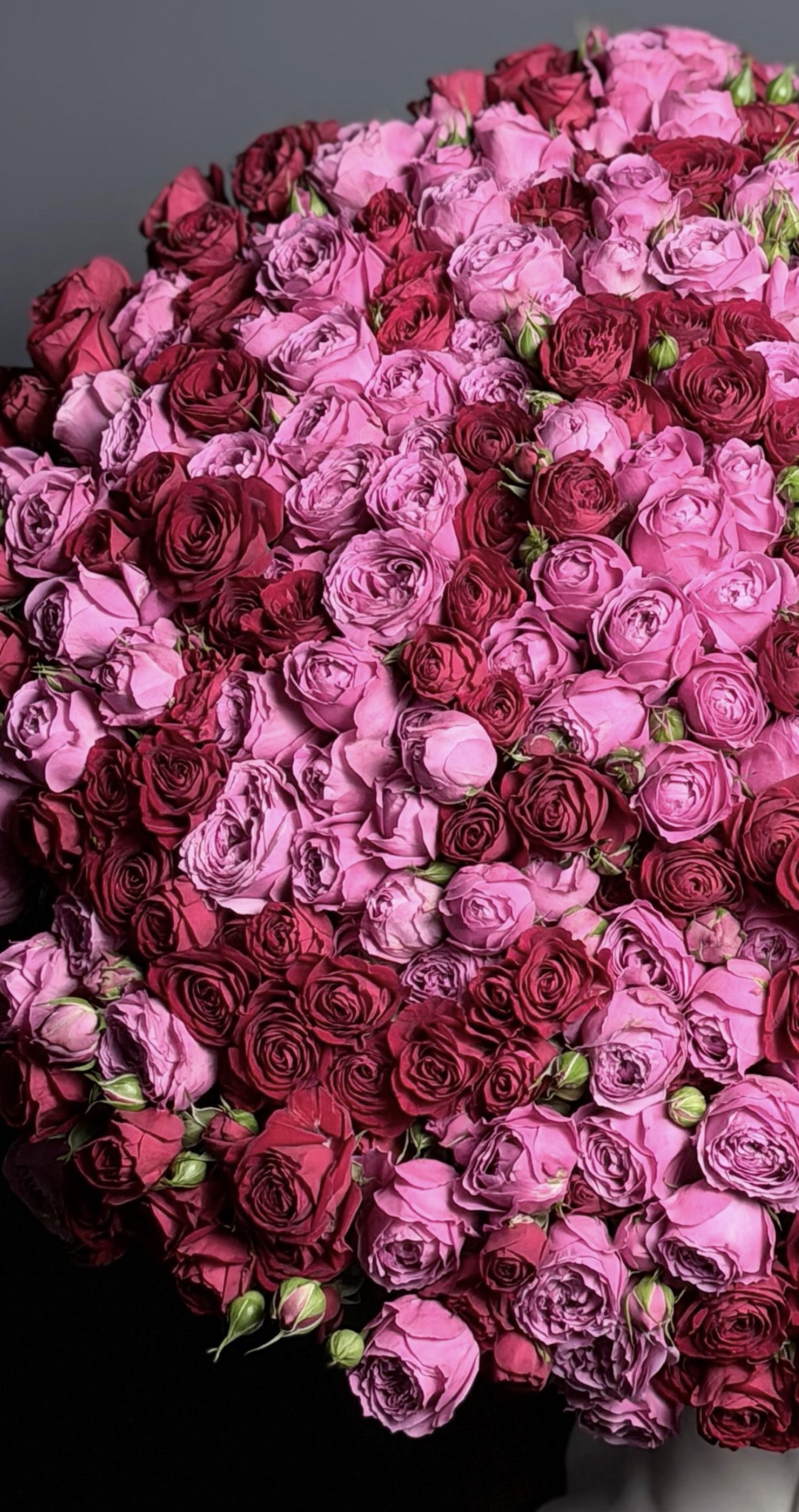 Bouquet Of 125 Red And Purple Spray Roses - Image 2